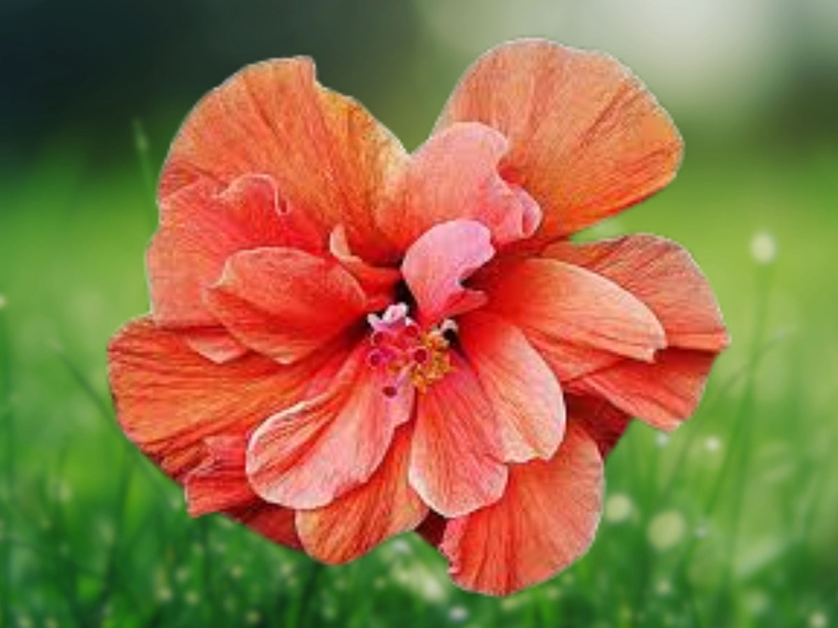20 Double Orange Pink Hibiscus Seeds – Perennial Flower Seeds for Planting
