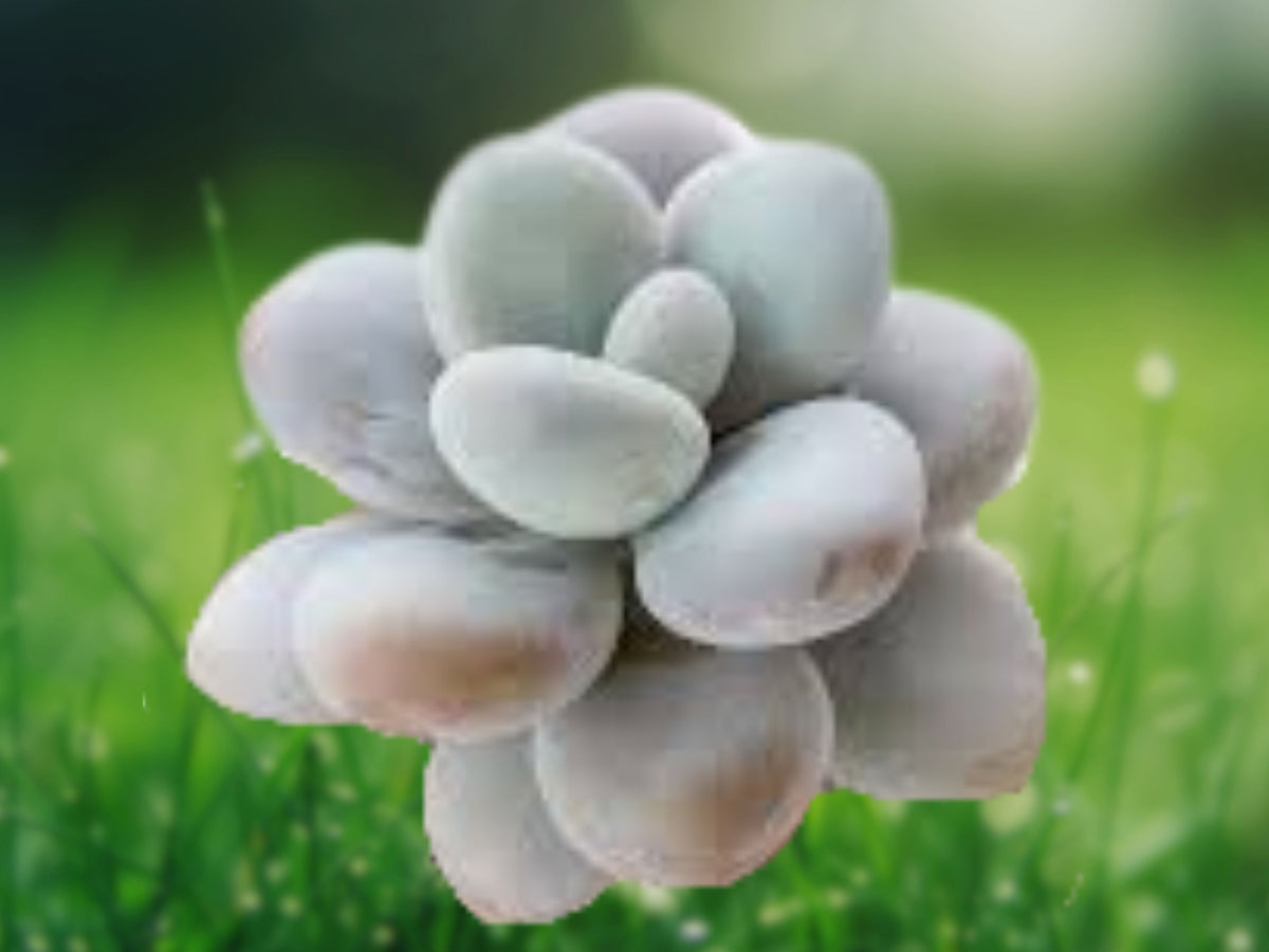 Pachyphytum oviferum Pink Moonstone Succulent in 2 Inch Pot