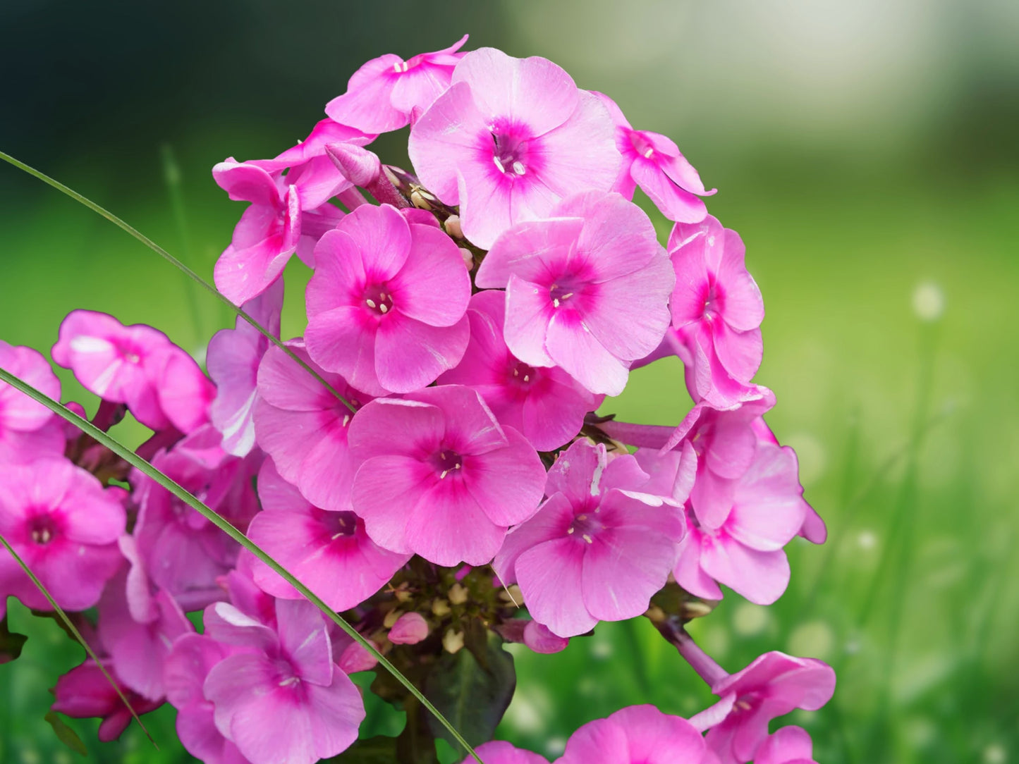 50 Flame Phlox Seeds Perennial Flower Seeds Butterfly Attracting