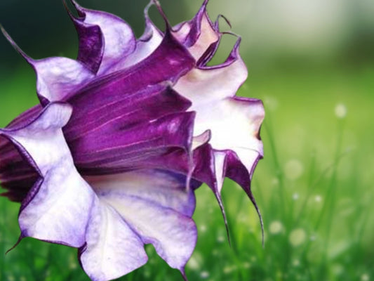 10 Seeds Double Purple Angel Trumpet (Brugmansia) Fragrant Tropical Flowers