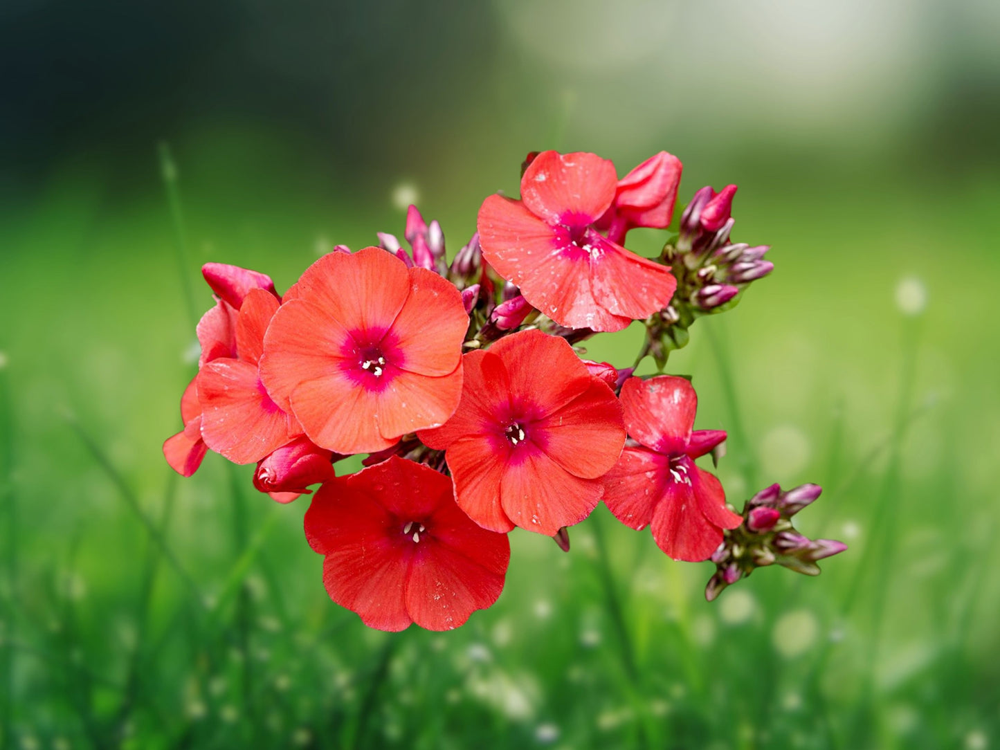 50 Volcano Red Phlox Seeds - Perennial Flower Seeds