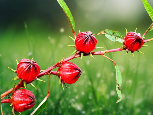 25+ Roselle Seeds (Hibiscus sabdariffa) - Florida Cranberry, Jamaican Sorrel Tea, Asian Sour Leaf