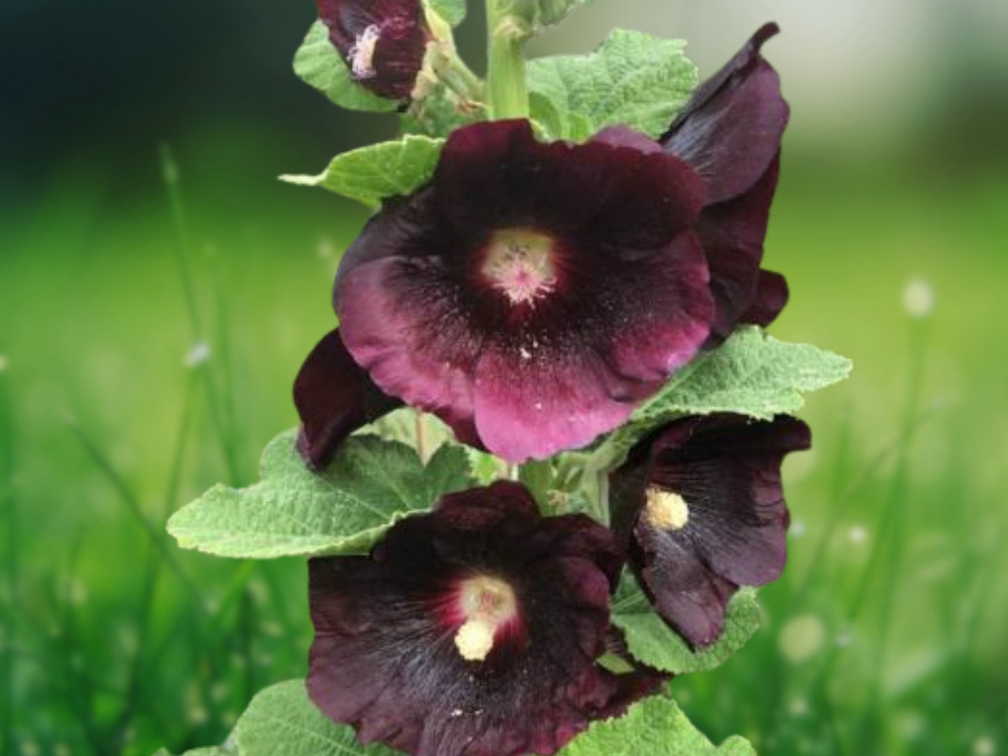 25 Seeds Black Knight Hollyhock Perennial Deep Purple Flower Seeds
