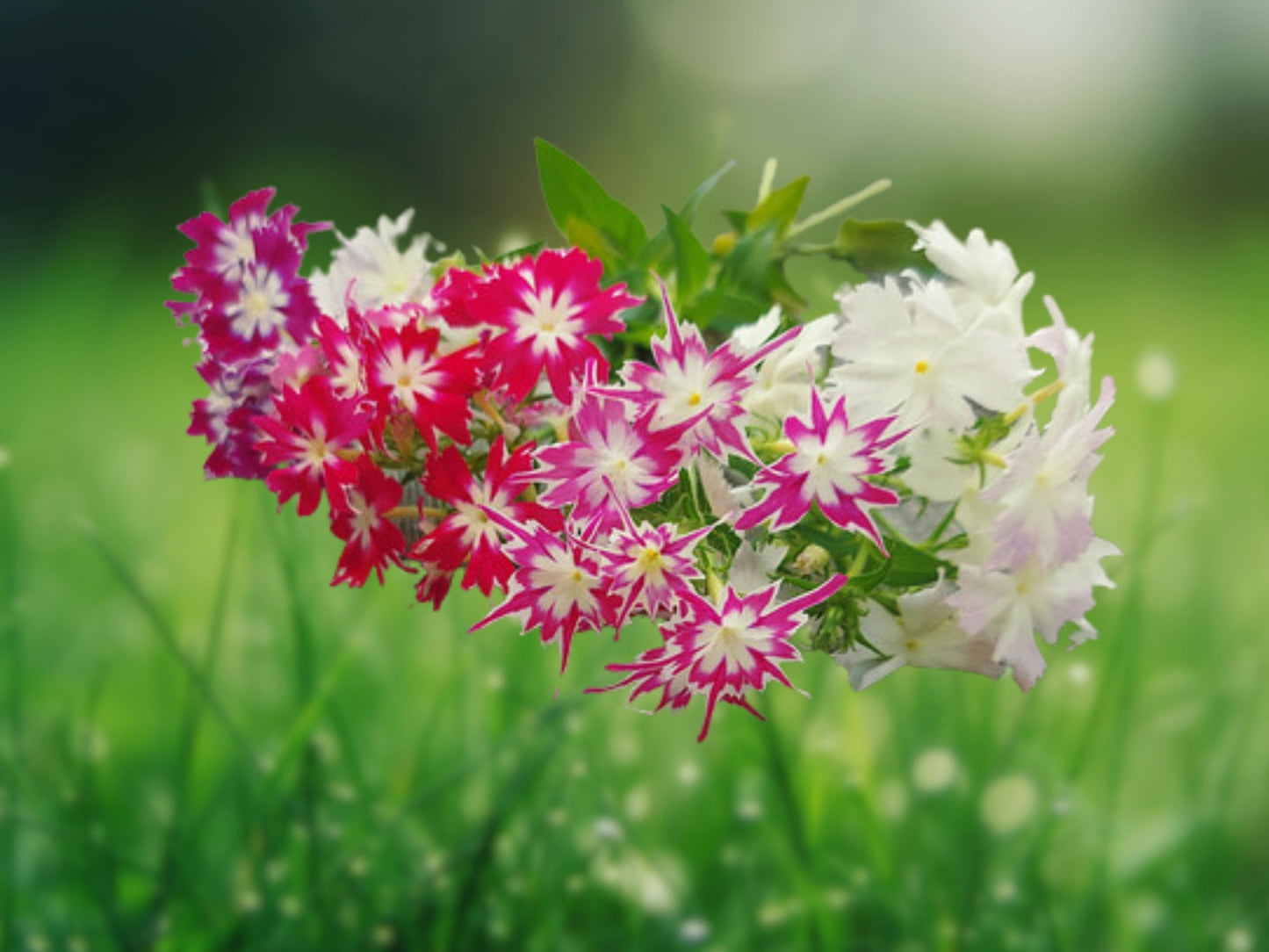 50 Twinkle Phlox Seeds Flower Perennial Seed Flowers Butterfly