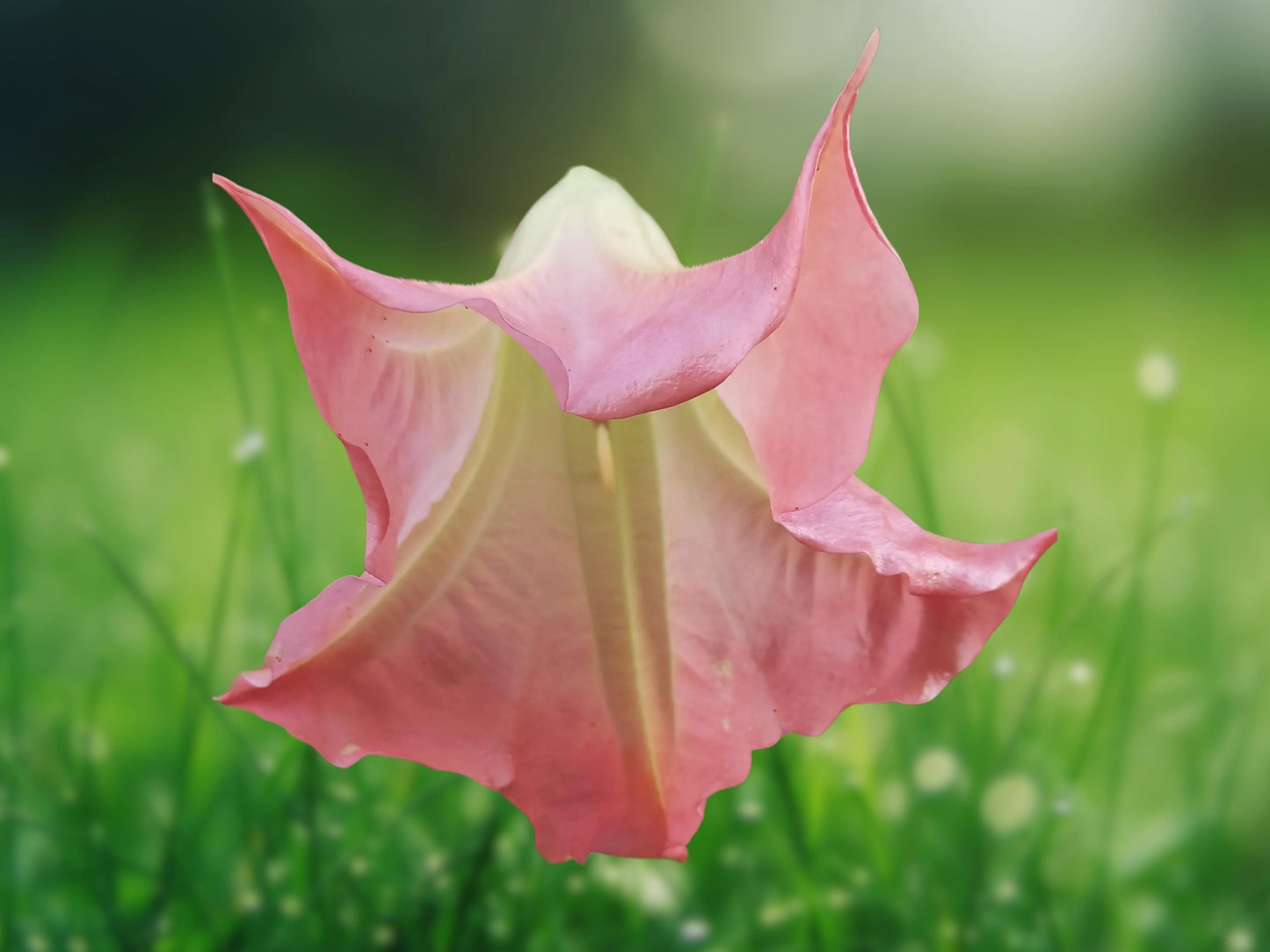 10 Seeds Sunset Angel Trumpet Brugmansia Fragrant Flowering Plant Seeds