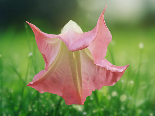 10 Seeds Sunset Angel Trumpet Brugmansia Fragrant Flowering Plant Seeds