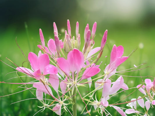 100 Pink Queen Spider Seeds Cleome Spinosa Annual Flower