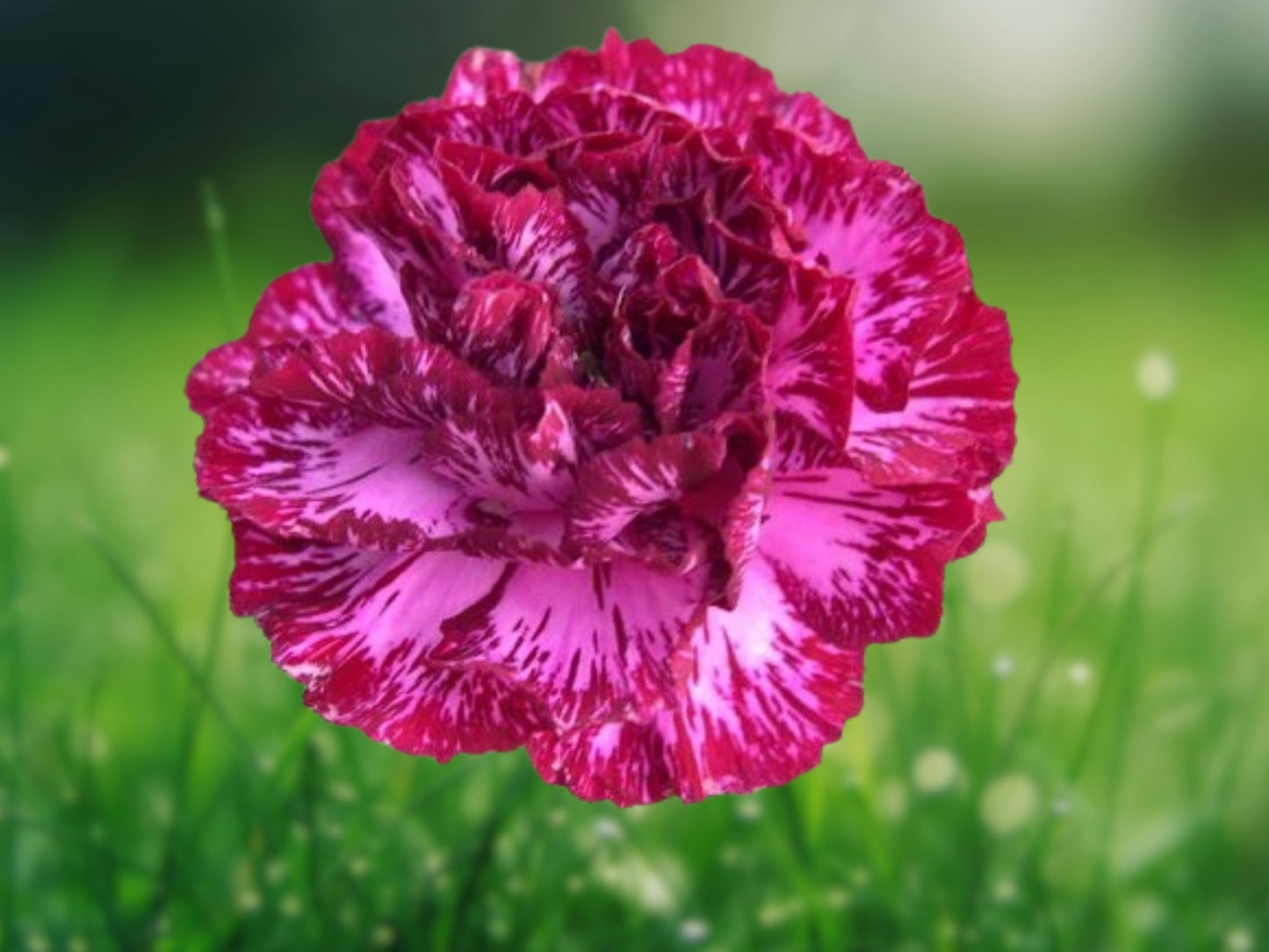 100 Seeds Blackberry Ice Carnation Dianthus Perennial