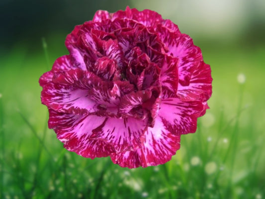 100 Seeds Blackberry Ice Carnation Dianthus Perennial