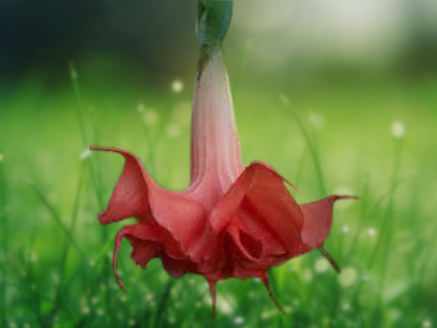 10 Perfektion Angel Trumpet Seeds - Brugmansia Datura - Fragrant Tropical Flower
