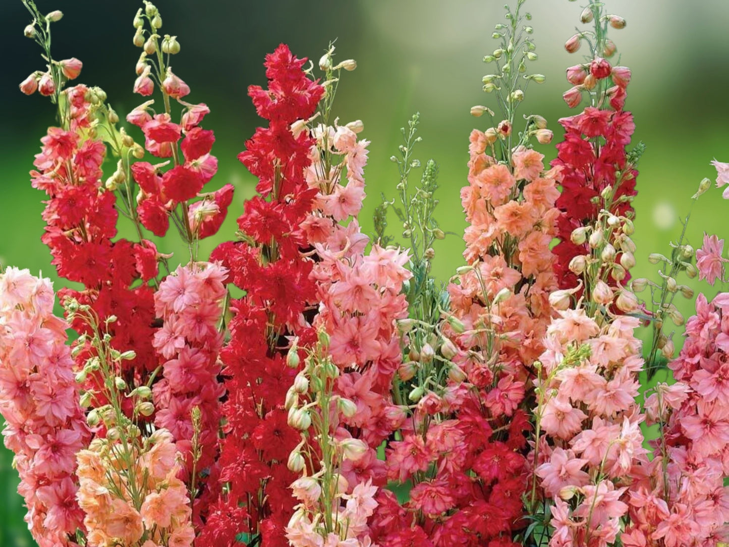 50 Red Arrow Mix Delphinium Seeds Perennial Garden Flower Seeds