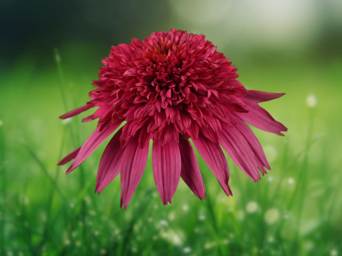 50 Watermelon Coneflower Seeds - Echinacea Perennial Flower Seeds for Planting