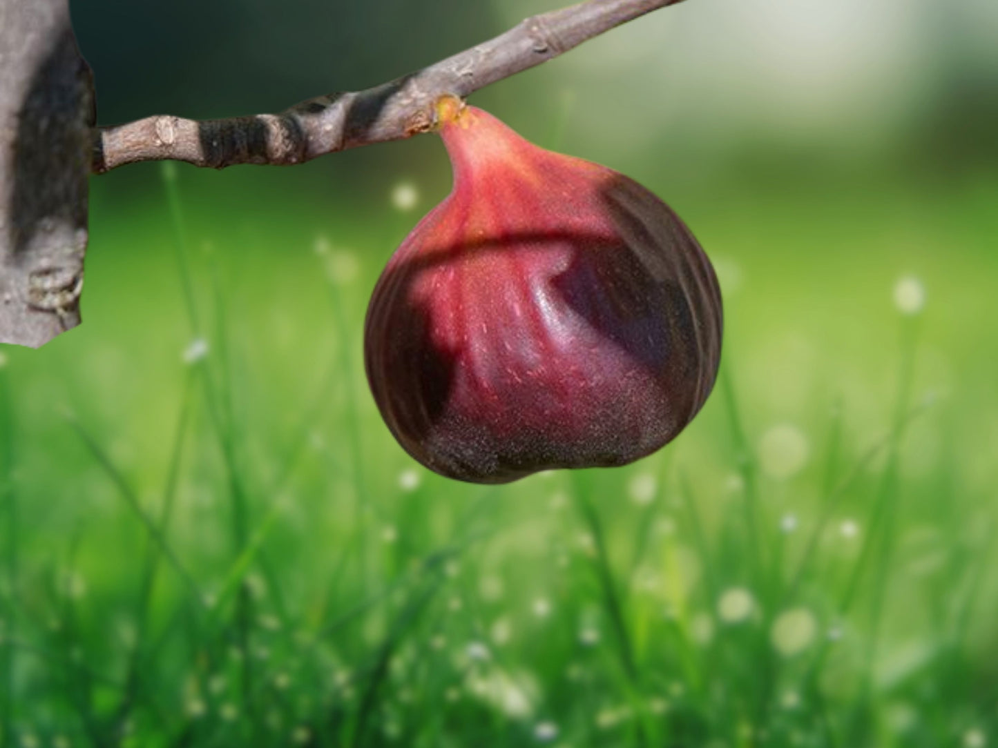 Brown Turkey Fig Tree - Ficus Carica - 1 Starter Plant (4-8 inches tall)