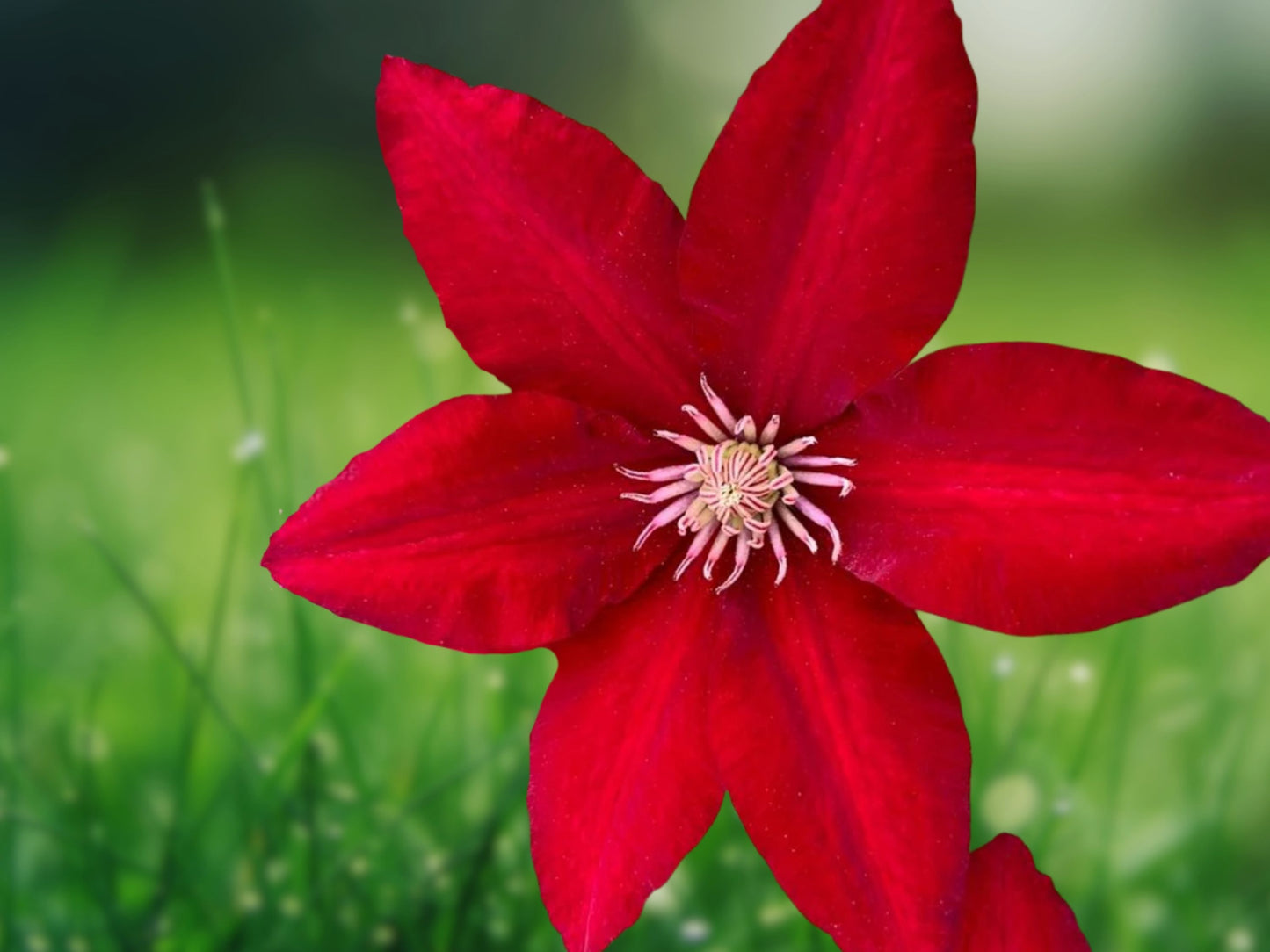 25 Bright Red Clematis Seeds Perennial Climbing Vine Flowers Easy Bloom US Seller