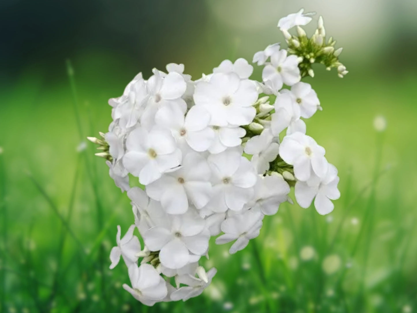 50 Intense White Phlox Seeds - Perennial Flower Seeds for Butterflies