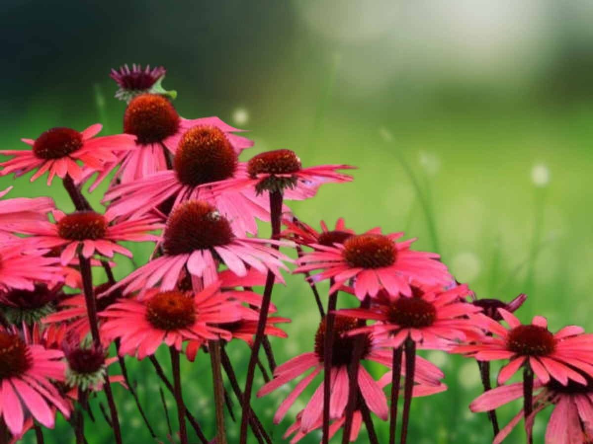 50 Solar Flare Coneflower Seeds – Echinacea Perennial Flower Seeds