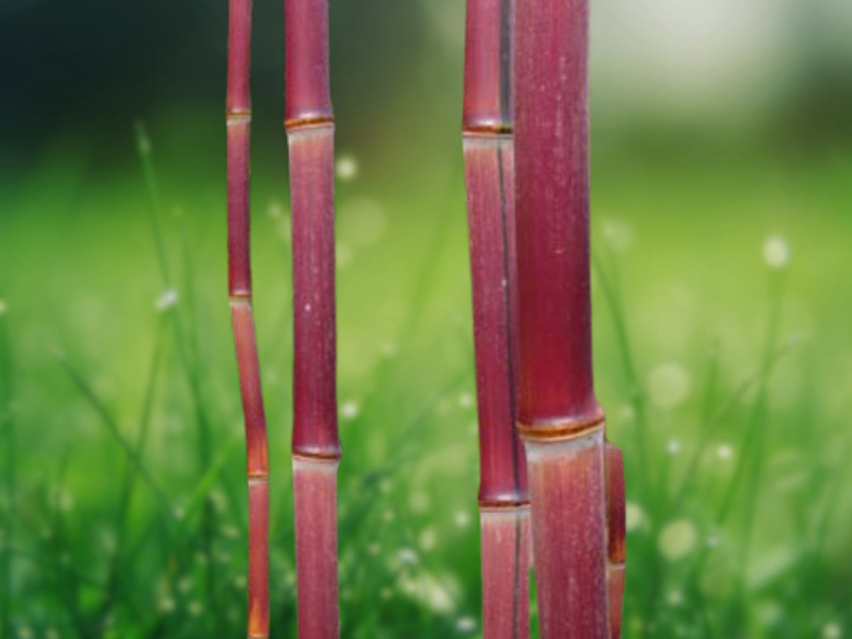 50 Red Stem Bamboo Seeds - Clumping Privacy Screen & Shade Plant for Garden