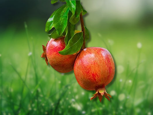 Salavatsky Pomegranate 2 TC Plant Plugs Punica sp. Fast Shipping