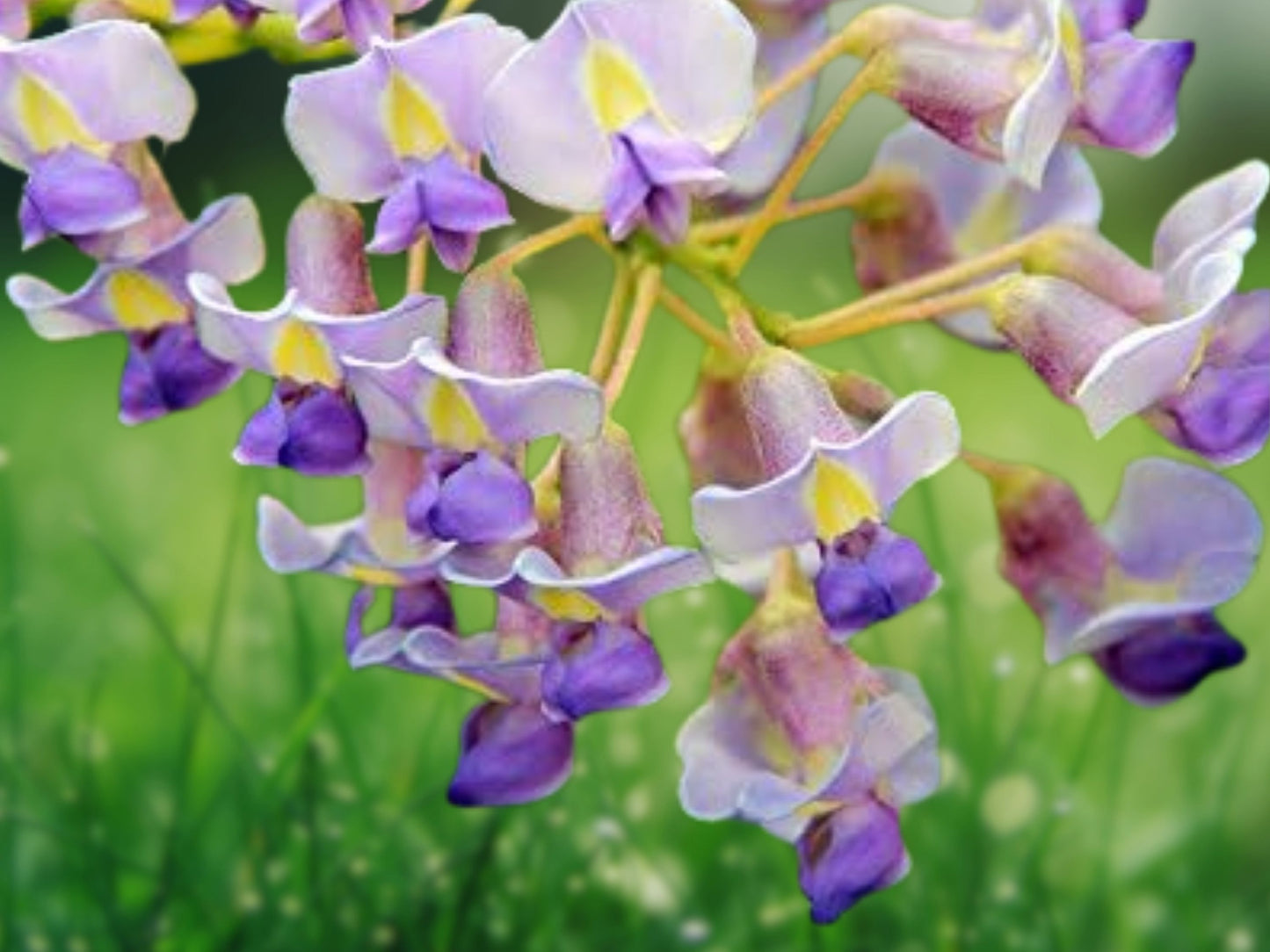 5 Seeds Chinese Wisteria Fragrant Purple Blooms Climbing Vine Perennial