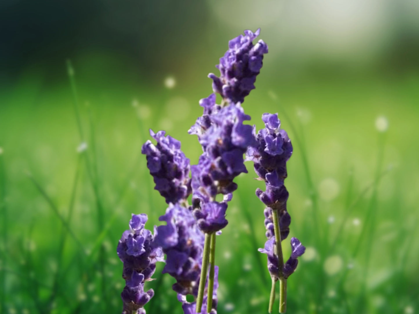 150 Italian Lavender Seeds Heirloom Aromatic Flower Garden Seeds Lavandula angustifolia