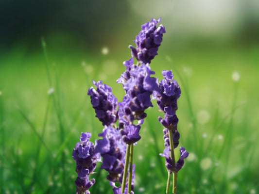 150 Italian Lavender Seeds Heirloom Aromatic Flower Garden Seeds Lavandula angustifolia