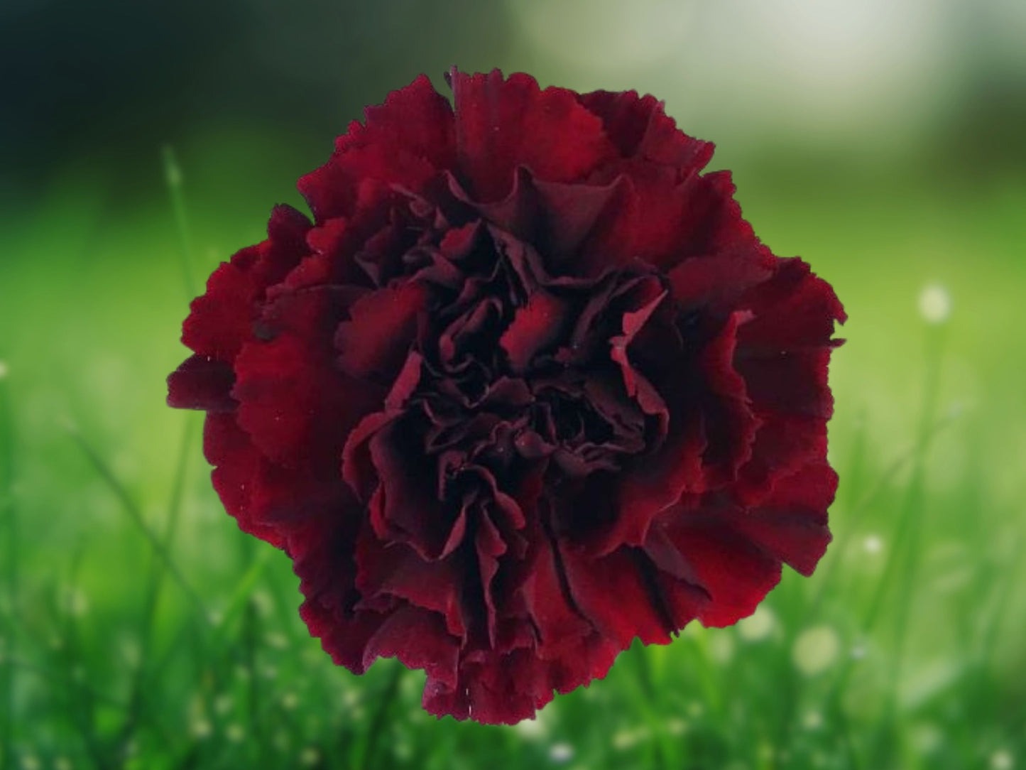 100 Seeds Black King Carnation Dianthus Flower Perennial
