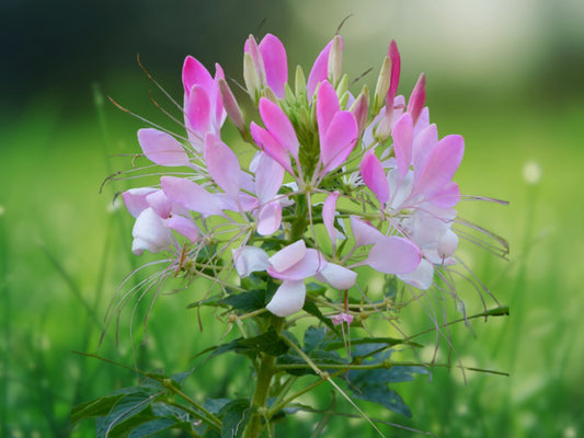 100 White Pink Spider Seeds - Cleome Spinosa Perennial Flower