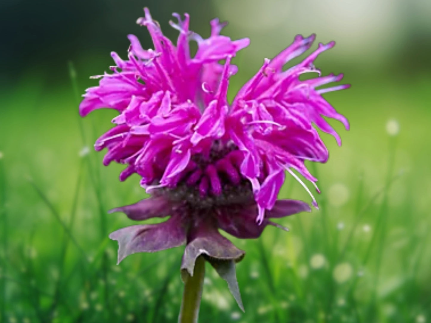 100 Purple Balm Seeds - Bee Balm Flower Seeds for Hummingbirds - US Seller