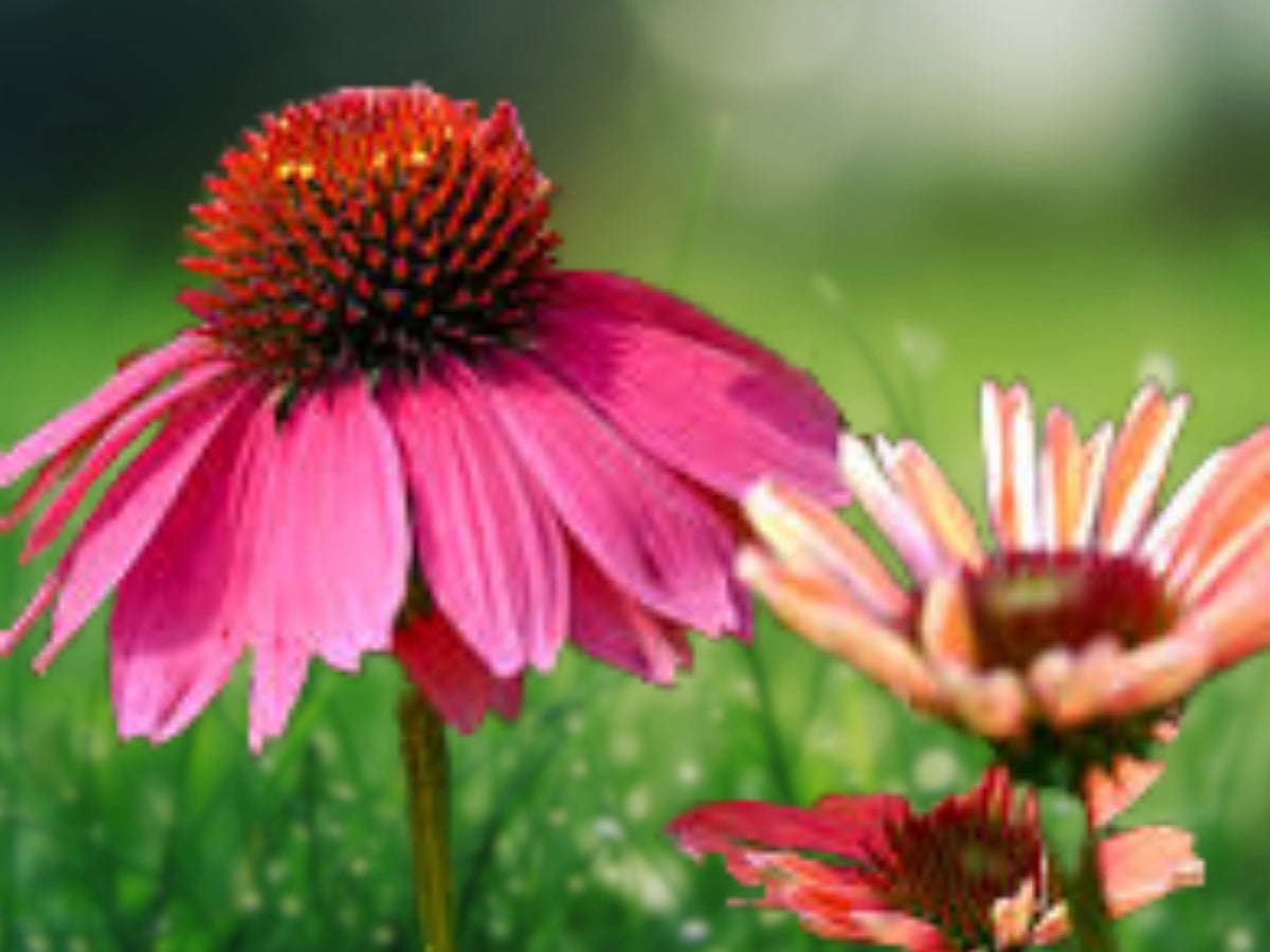 50 Santa Fe Coneflower Seeds - Echinacea Perennial Flower Seeds