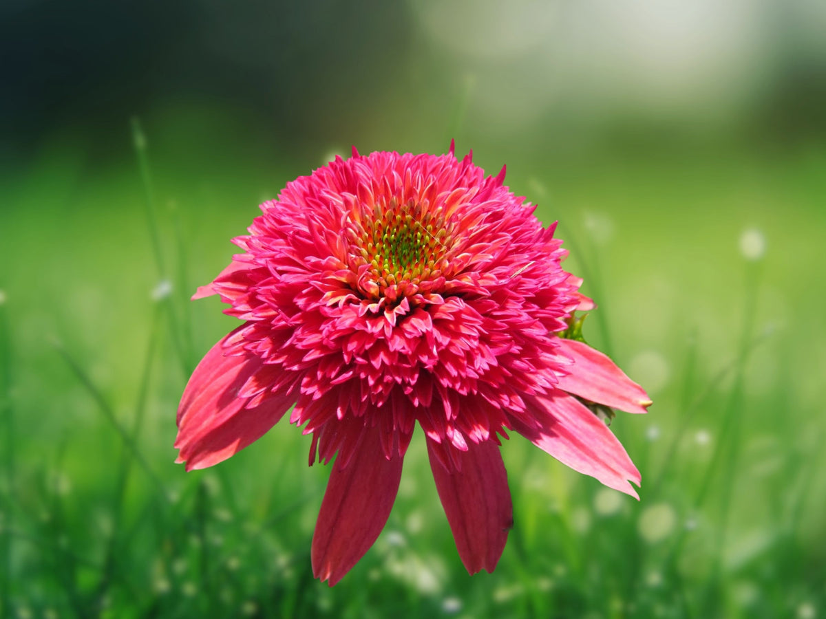 50 Double Scoop Raspberry Coneflower Seeds – Echinacea Perennial Flower