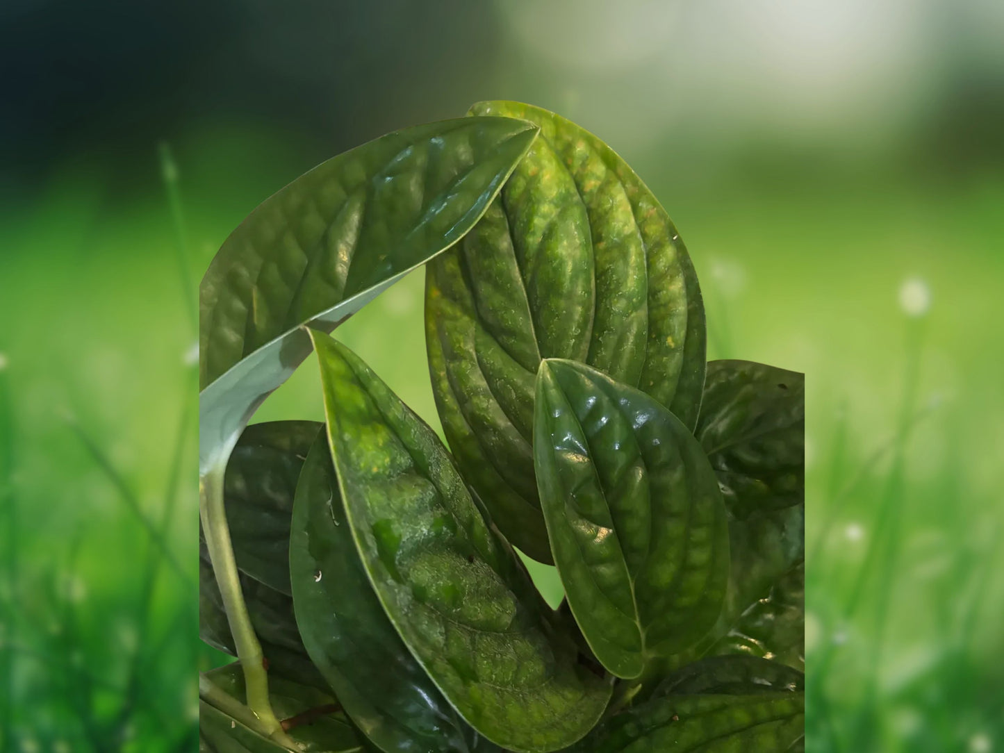 Monstera Peru Live Plant - Well Rooted Green Galaxy in 4" Pot - Fast Shipping