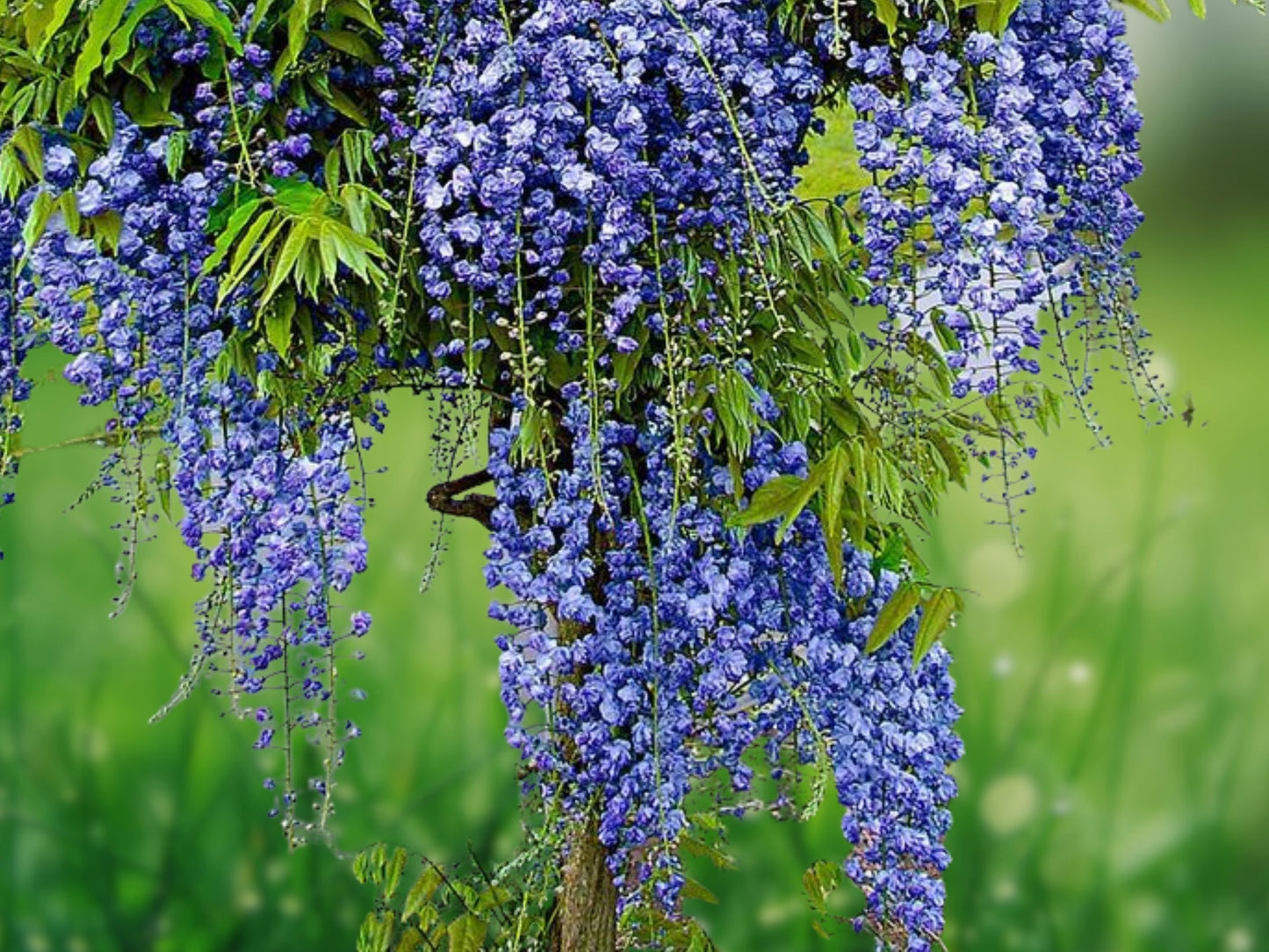 5 Seeds Chinese Wisteria Blue Flowering Climbing Vine Perennial Rare Tropical
