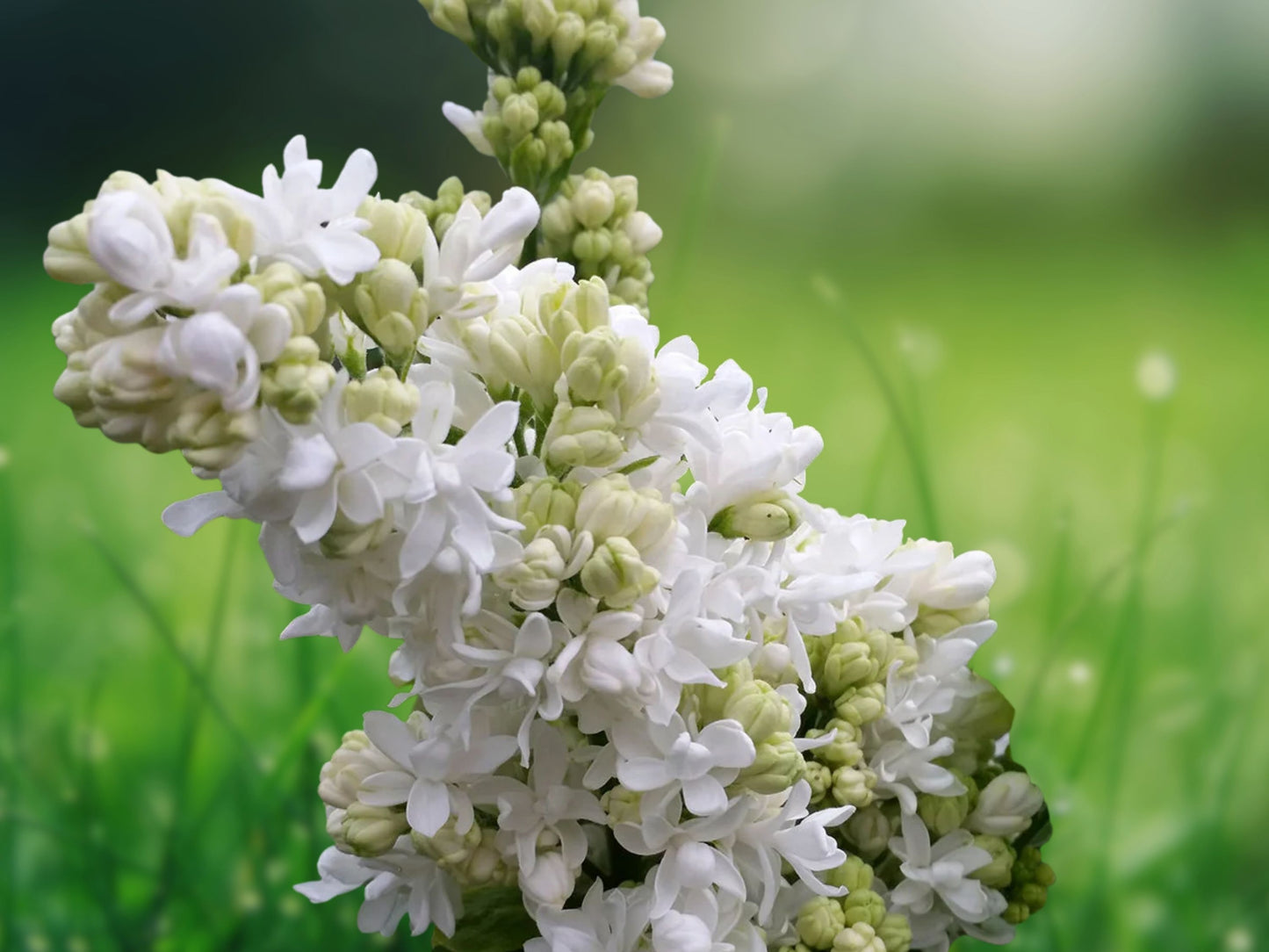 25 Beauty of Moscow Lilac Seeds | Fragrant Perennial Flowering Shrub or Small Tree