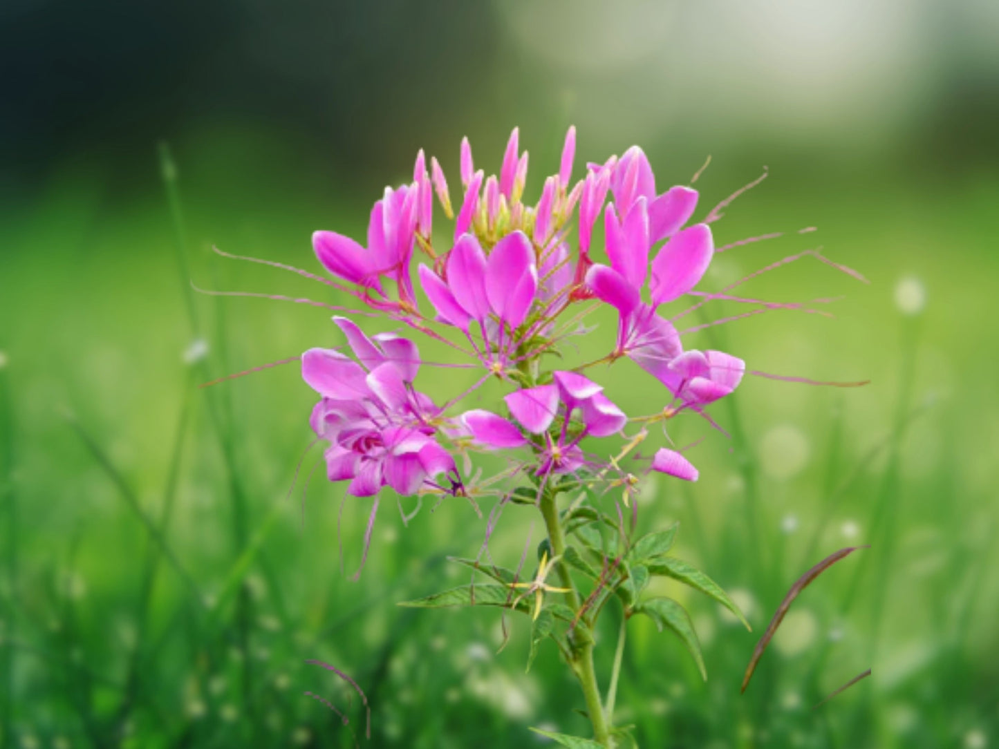 100 Mauve Queen Spider Seeds - Cleome Spinosa Perennial Flower