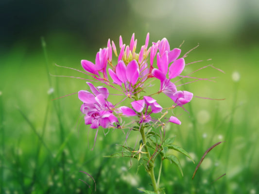 100 Mauve Queen Spider Seeds - Cleome Spinosa Perennial Flower
