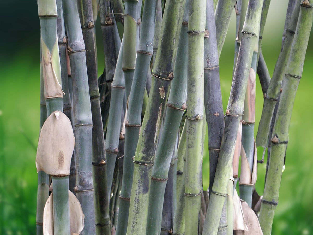 50 Tropical Blue Bamboo Seeds – Clumping Privacy Screen & Shade Plant