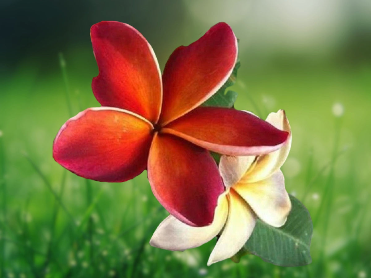 5 Dark Orange Plumeria Seeds for Planting | Hawaiian Lei Flower Perennial
