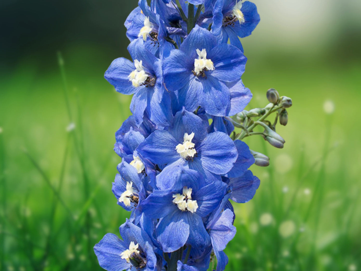 50 Blue Bird Delphinium Seeds Perennial Garden Flower Bloom
