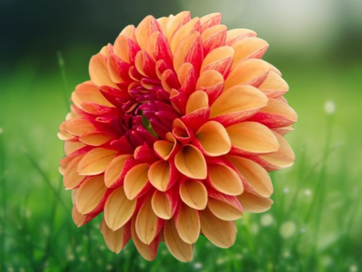 25 Seeds American Sunset Dahlia Flower Perennial Bloom Summer Garden