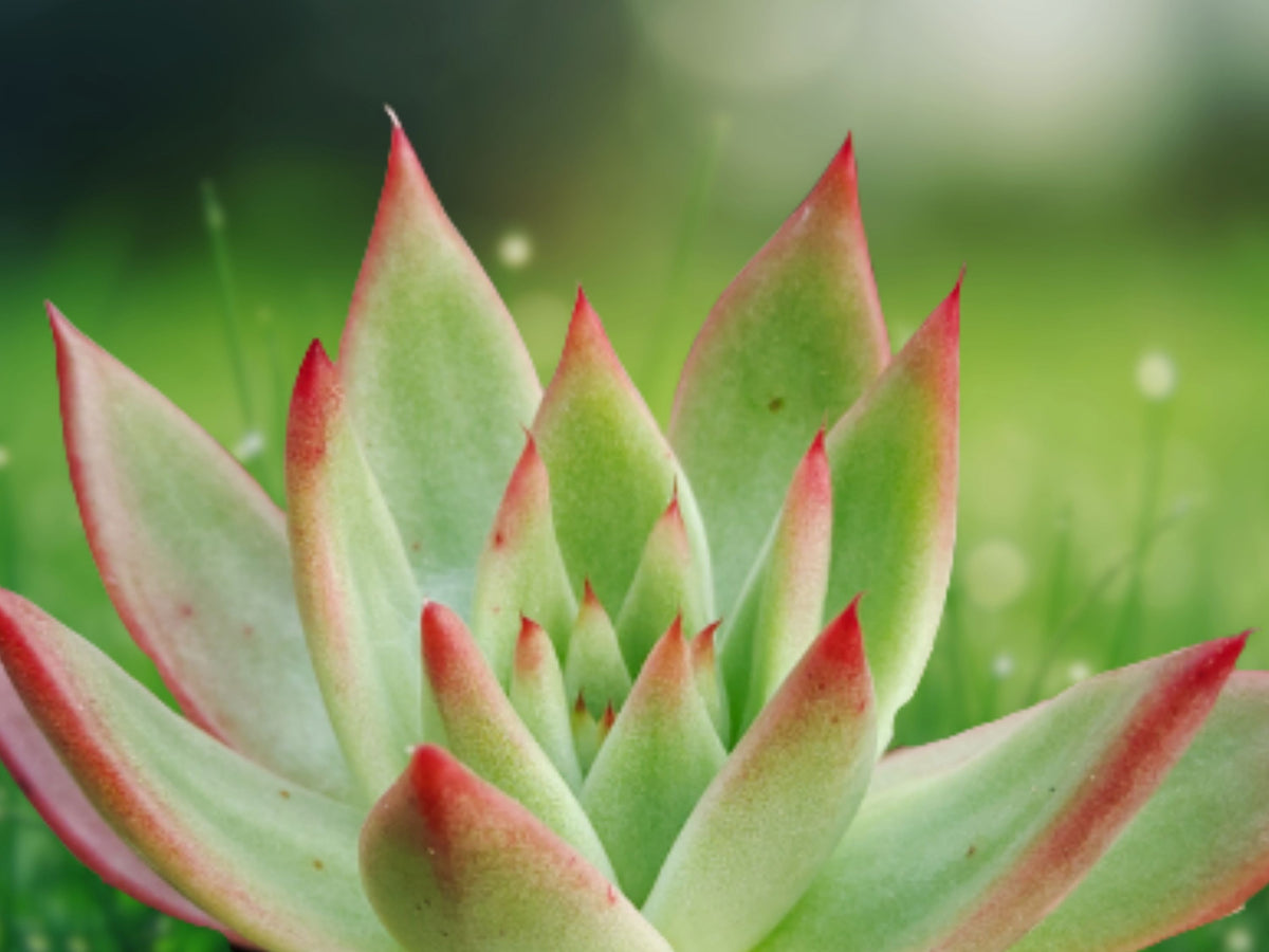 Echeveria agavoides 'Lipstick' Rare Succulent Plant