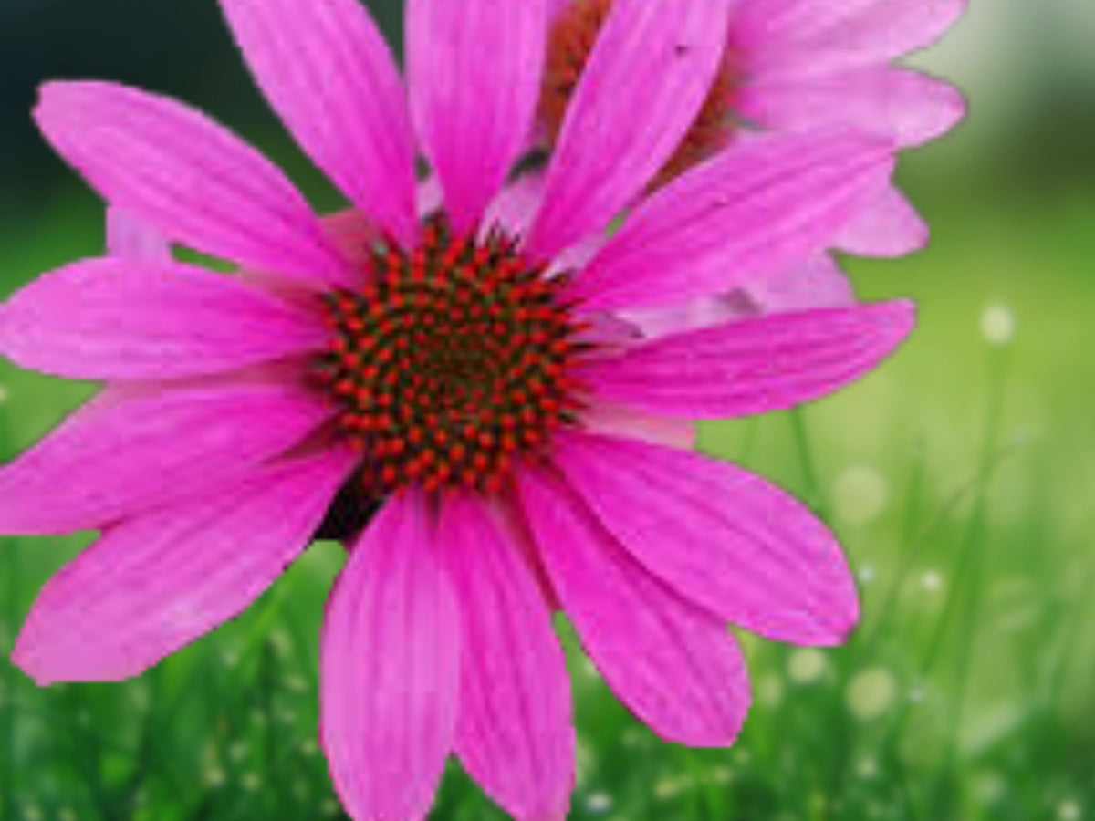 50 Bright Star Coneflower Seeds - Echinacea Perennial Flower Seeds