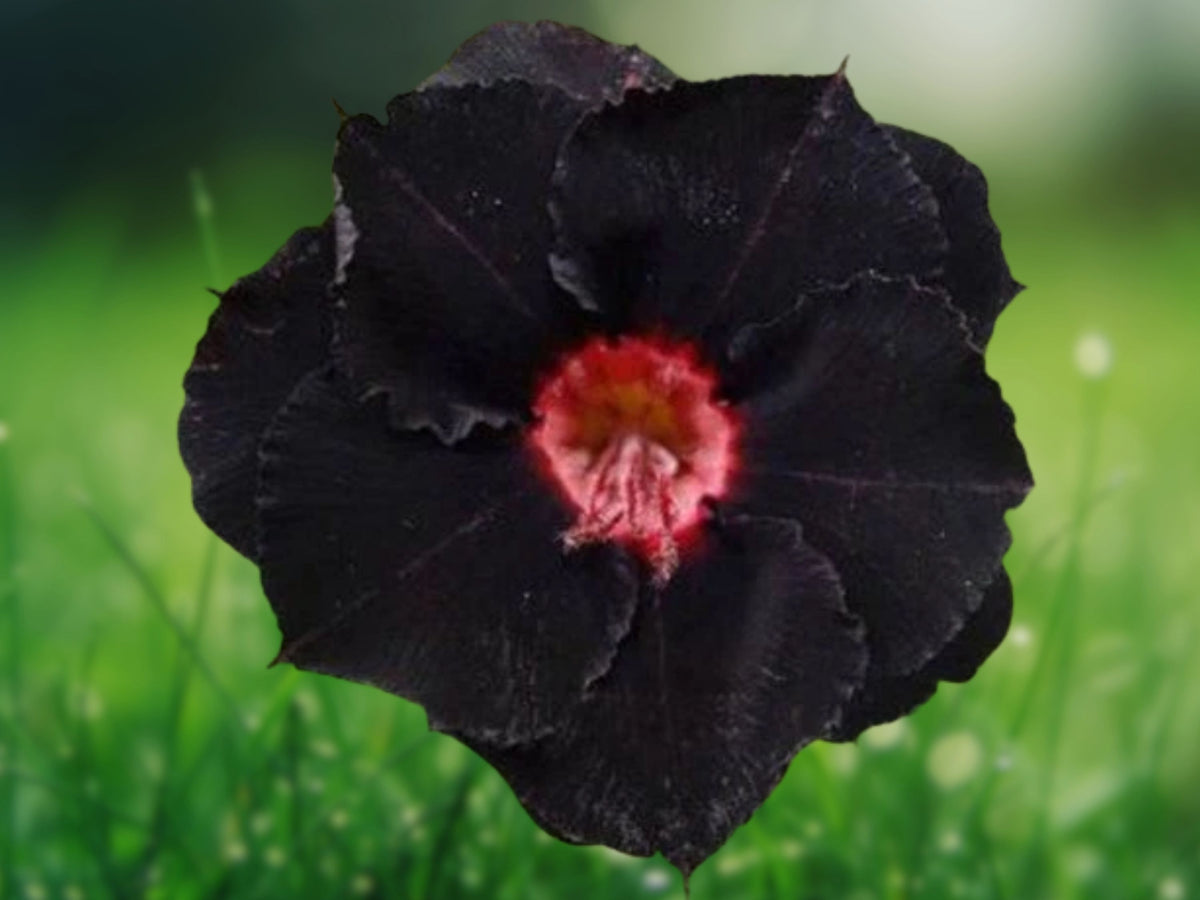 4 Black Red Desert Rose Seeds - Adenium Obesum Exotic Perennial Flower