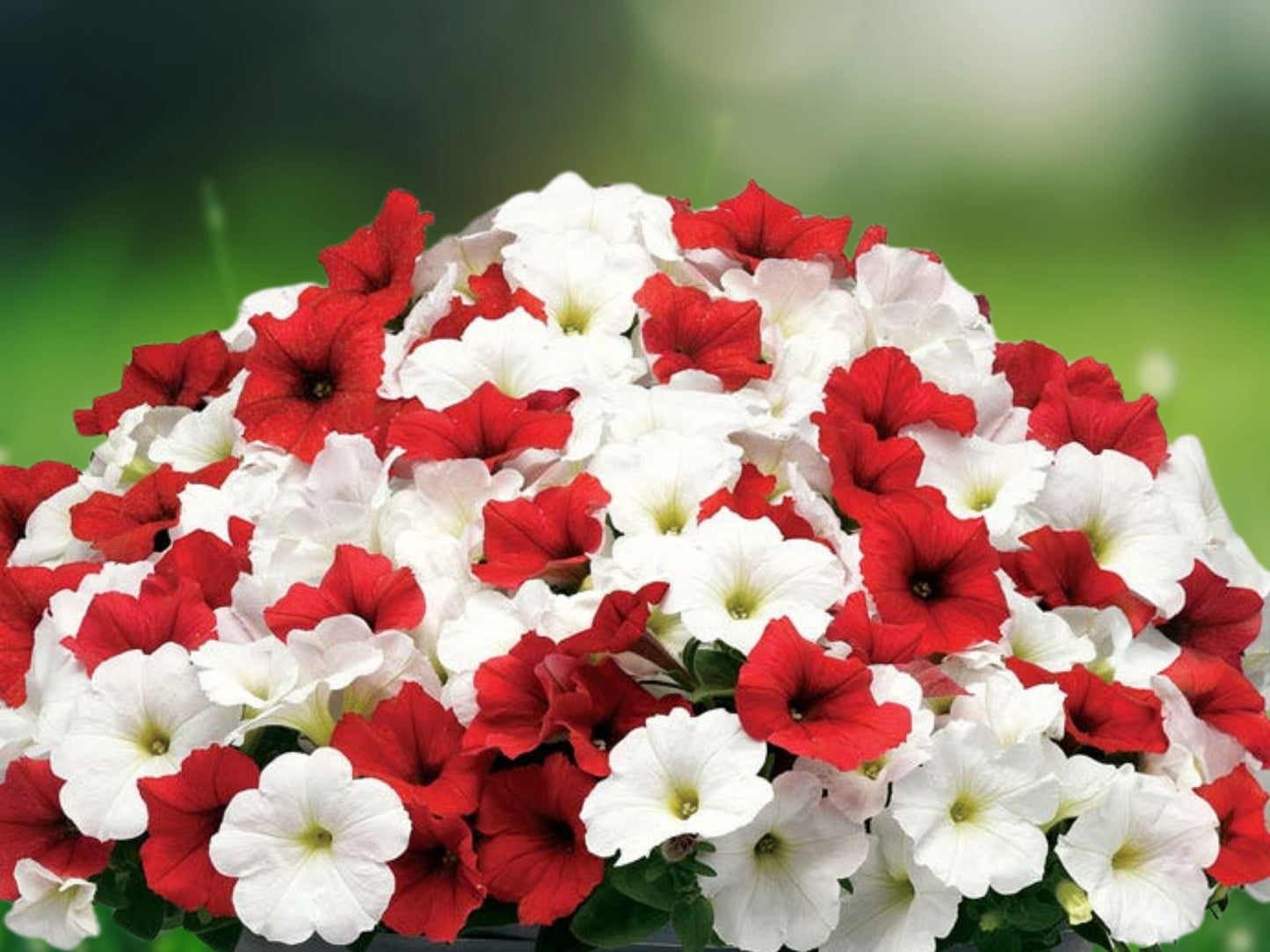 50 Peppermint Mix Impatiens Seeds - Annual Flower Seeds for Blooming Garden
