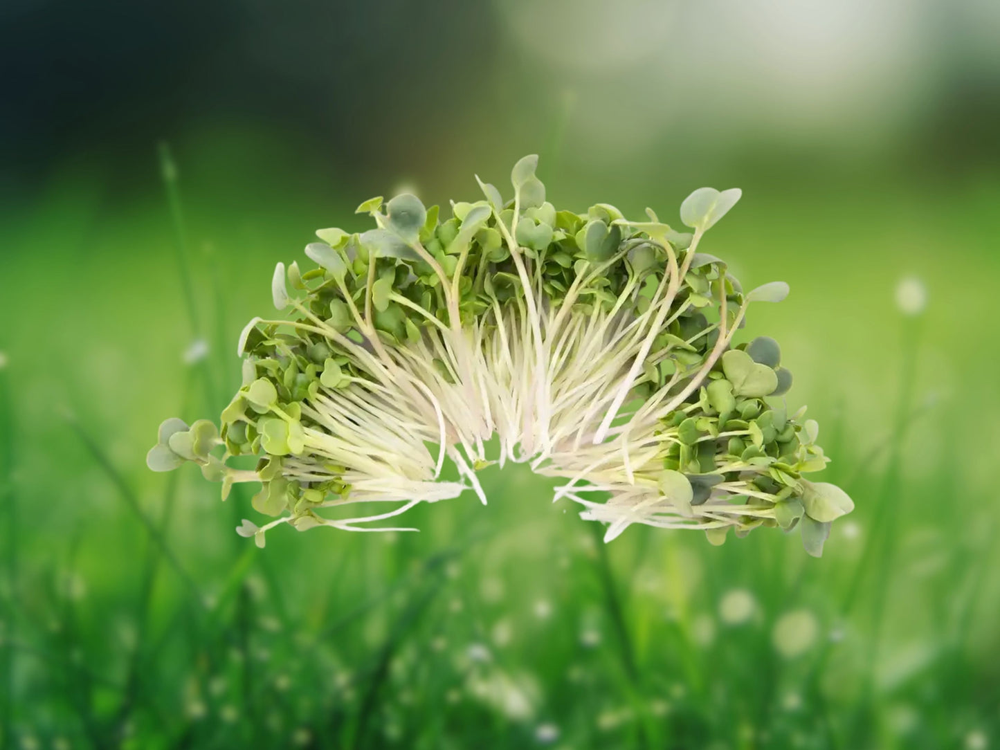 Organic Broccoli Microgreen Seeds Heirloom Non-GMO 1oz Fast Shipping