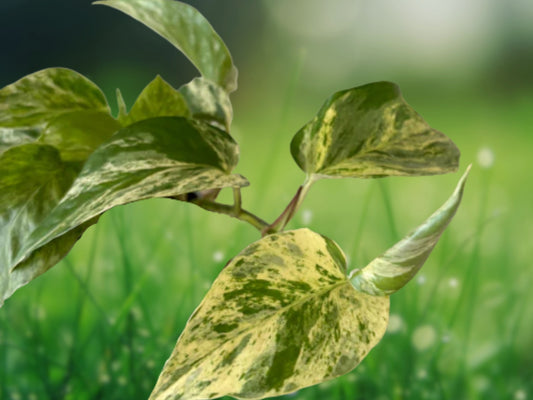 Variegated Albo Pothos Live Plant in 4" Pot ~ Epipremnum pinnatum Fast Shipping