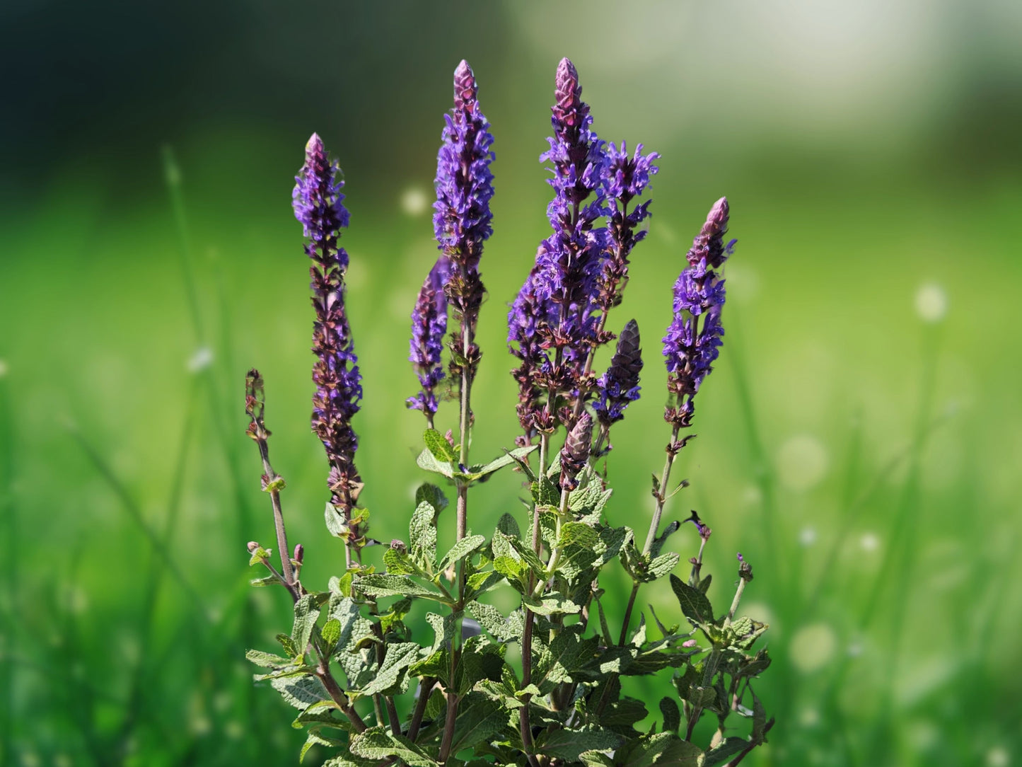 50 Bumbleblue Salvia Seeds - Perennial Blue Flower Seeds for Hummingbirds
