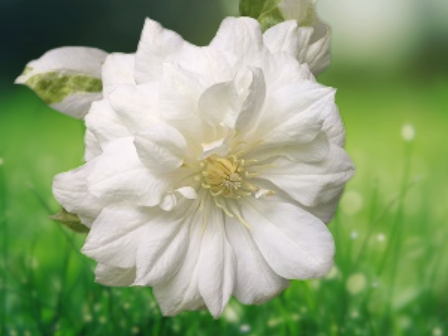 25 Double White Clematis Seeds, Climbing Perennial, Showy Double White Blooms, Fragrant