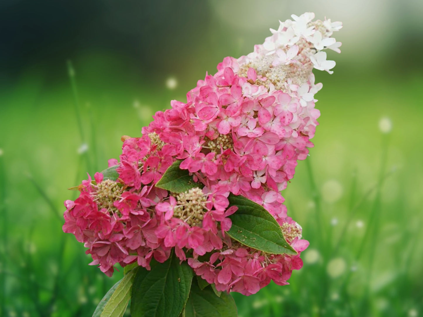 5 Seeds Dark Strawberry Hydrangea Perennial Hardy Flowering Shrub