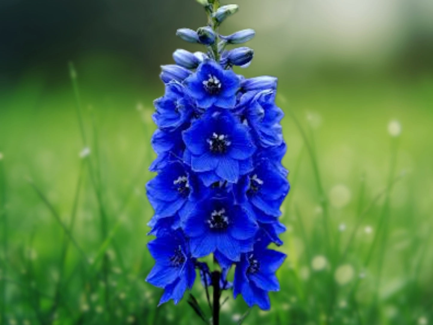 50 Blue Buccaneer Delphinium Seeds - Perennial Garden Flower Bloom