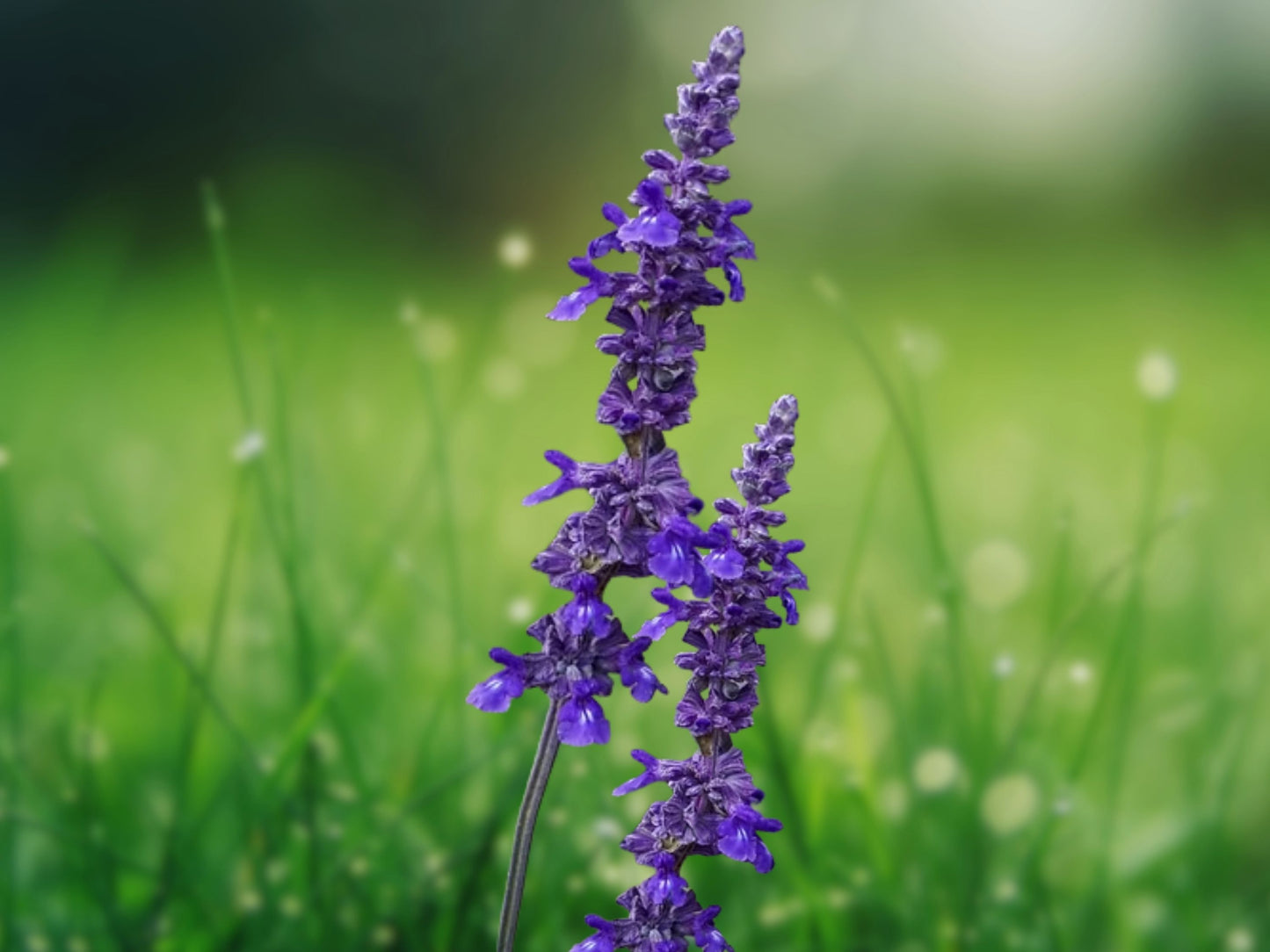 50 Playin' the Blues Salvia Seeds, Perennial Blue Flower Seeds for Garden